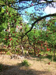 Sep 2013: 6A rowan berries